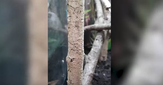 El Gecko cola de hoja se camufla tan bien en los árboles que te costará encontrarlo aún sabiendo dónde está