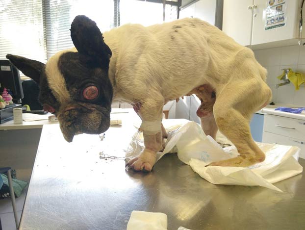 Encuentran en Madrid a un bulldog francés totalmente desnutrido que fue robado hace 12 años
