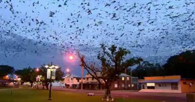 Invasión de murciélagos en Queensland