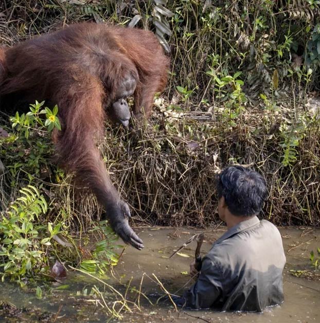 Un hombre limpiaba el río de serpientes y un orangután se acercó a tenderle una mano pensando que estaba en apuros