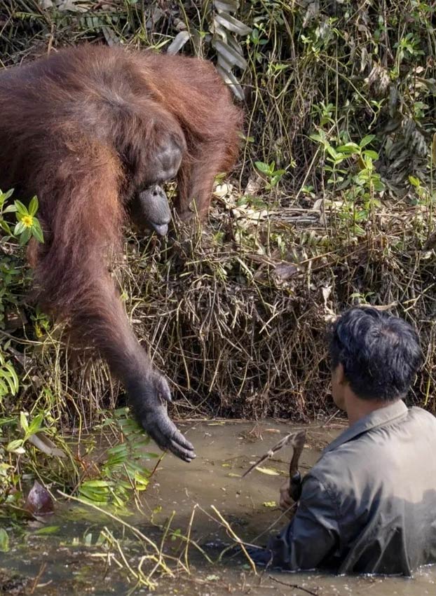 Un hombre limpiaba el río de serpientes y un orangután se acercó a tenderle una mano pensando que estaba en apuros