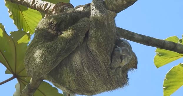 Una osa perezosa dando a luz en un árbol