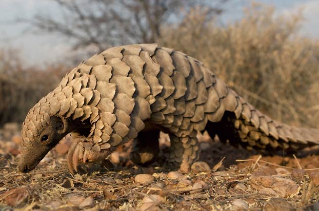 El pangolín, posible huésped transmisor del coronavirus