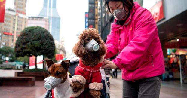 El perro de un mujer contagiada por coronavirus, en cuarentena