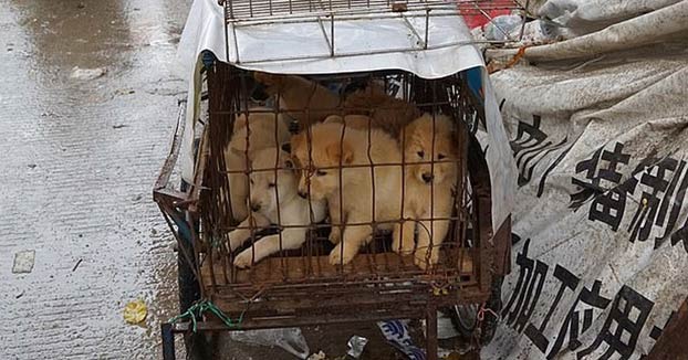 Una ciudad china redacta una ley para prohibir comer perros a raíz del coronavirus