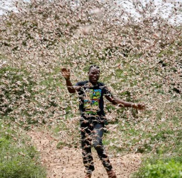 Así de grave es la situación por la plaga de langostas en África Oriental