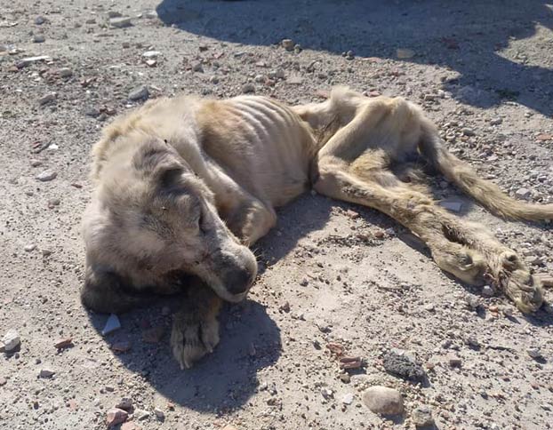 La lucha por sobrevivir de Ragnar, un mastín famélico hallado con 18 kilos de peso en Elche