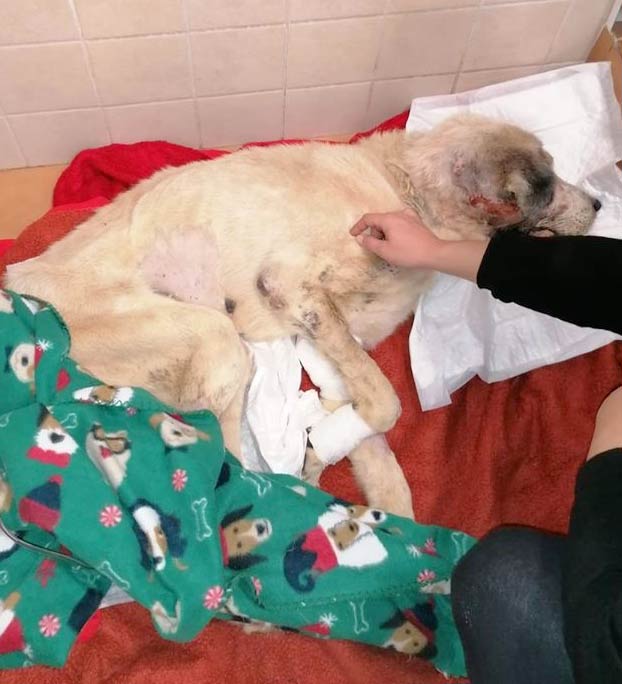 DEP: Ragnar, el mastín famélico que fue encontrado con 18 kilos de peso en Elche, ha fallecido