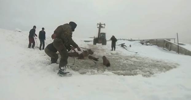 Estos hombres actuaron rápido y consiguieron salvar la vida de unos caballos que cayeron al agua helada en Bashkiria, Rusia