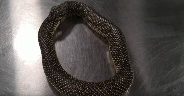 Esta serpiente intentó comerse a sí misma. Un poco de desinfectante para manos fue suficiente para que regurgitara