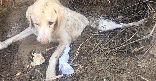 Entierran vivo a un perro en un pueblo de Jaén para que muriera pero alguien lo vio a tiempo