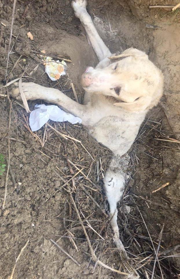 Entierran vivo a un perro en un pueblo de Jaén para que muriera pero alguien lo vio a tiempo