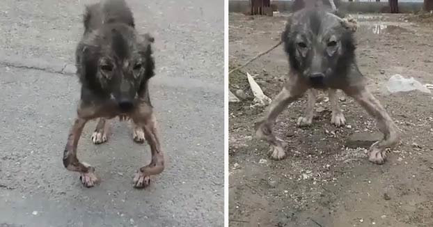 La transformación de Rain, una perra que tenía las patas deformadas y estaba muerta en vida