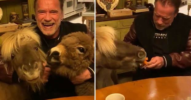 Arnold Schwarzenegger pide a la gente que se quede en casa junto a su burro y su poni