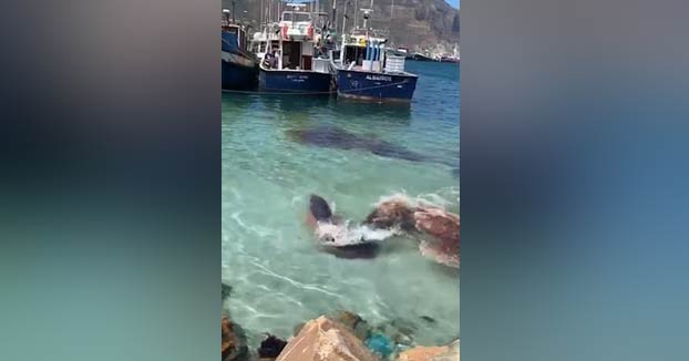 Una foca ataca a un cachalote enano en el puerto de Hout Bay, Ciudad del Cabo, Sudáfrica