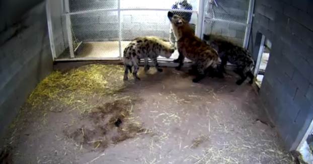 Una hiena le arranca un dedo a uno de los trabajadores del zoo