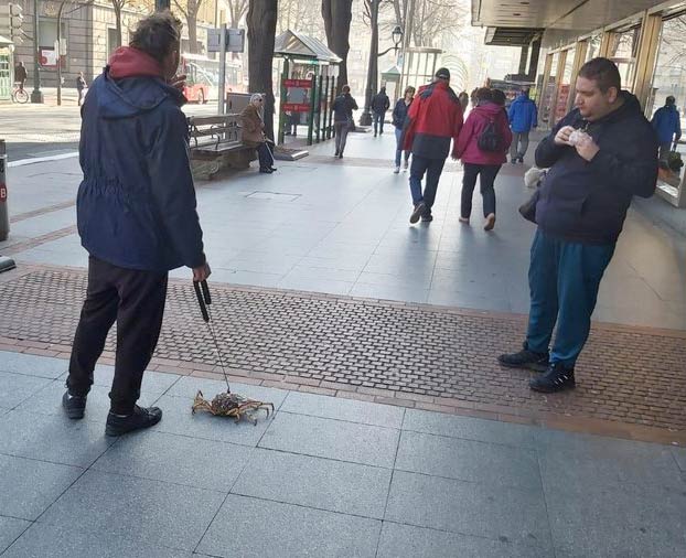 Un hombre pasea a un centollo por la Gran Vía de Bilbao