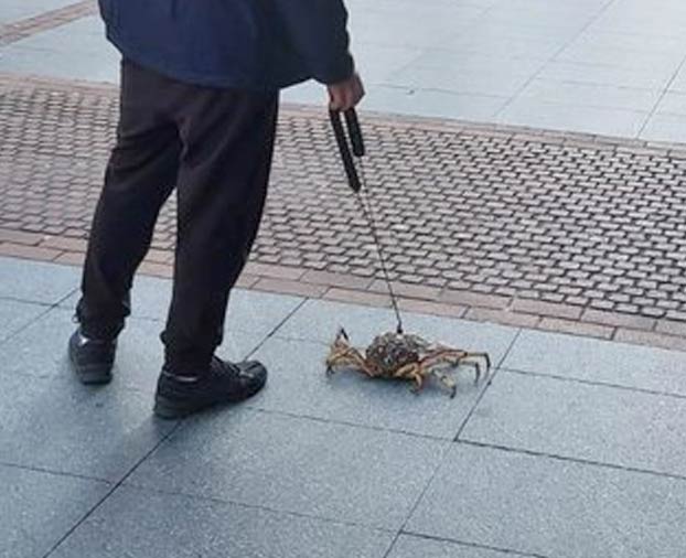 Un hombre pasea a un centollo por la Gran Vía de Bilbao