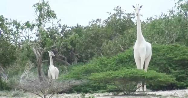 Cazadores furtivos matan a la última jirafa blanca hembra del mundo y a su cría en una reserva de Kenia