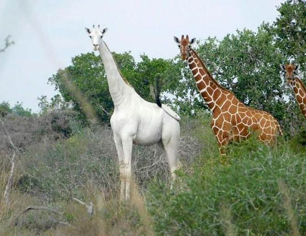 Cazadores furtivos matan a la última jirafa blanca hembra del mundo y a su cría en una reserva de Kenia