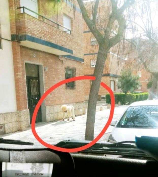 Un hombre se disfraza de perro en Toledo para saltarse el confinamiento