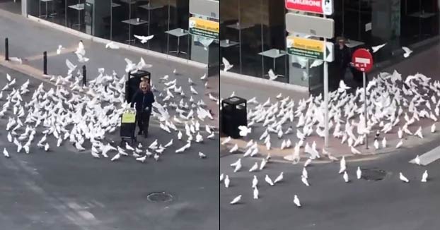 Un centenar de palomas hambrientas persiguen a una mujer en Benidorm buscando comida ante la ausencia de personas en la calle