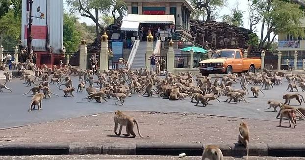 Cientos de monos hambrientos de 'pandillas rivales' se pelean por comida en una calle de Tailandia después de que los turistas que los alimentan se mantengan alejados por el Coronavirus