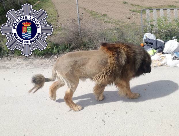 Pánico entre los vecinos de Molina de Segura: alertan de la presencia de un león que termina siendo un perro