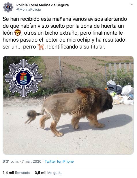 Pánico entre los vecinos de Molina de Segura: alertan de la presencia de un león que termina siendo un perro