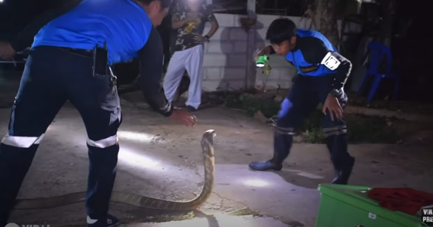 Así es cómo atrapan una cobra de 3,6 metros en Tailandia: Uno la entretiene y el otro la agarra por detrás