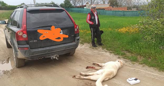 Arrastra a su perro con el coche y lo mata tras saltarse el confinamiento