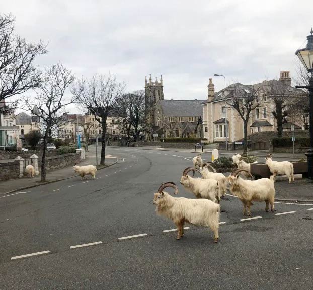 Cabras montesas ocupan una localidad galesa debido a la cuarentena de sus habitantes