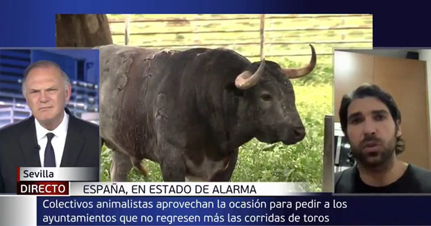 Cayetano Rivera en Telecinco: ''Me gustaría ver a los animalistas en esta situación, tendrán la oportunidad de adoptar a muchos toros''