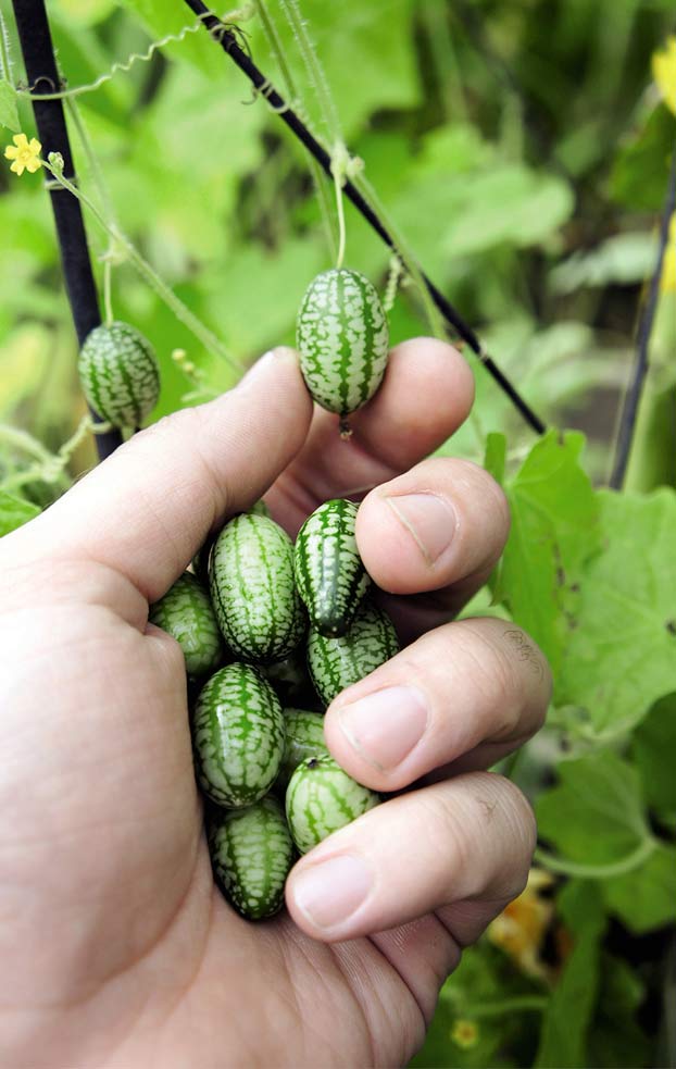 Cómo y cuándo sembrar Cucamelon o Sandía ratón