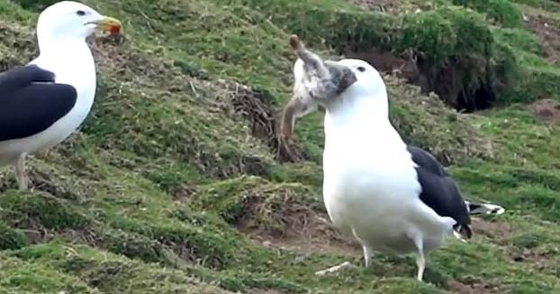 Una gaviota de la isla de Skomer saca a un conejo de su madriguera y se lo come entero