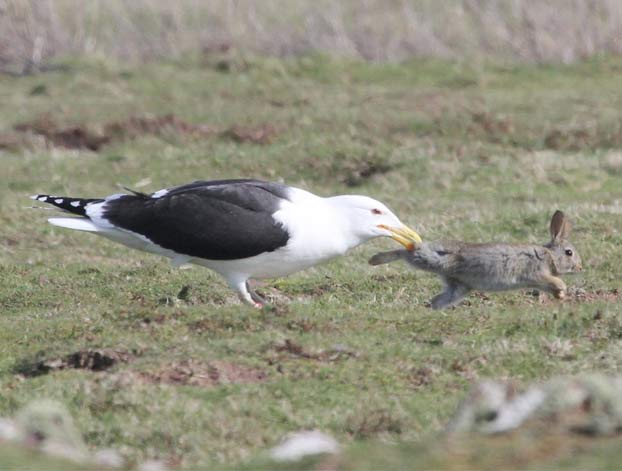 Una gaviota de la isla de Skomer saca a un conejo de su madriguera y se lo come entero