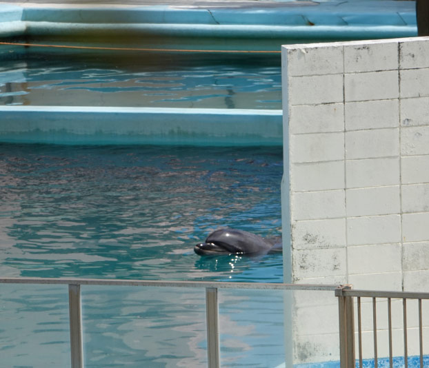 Muere un delfín tras vivir en soledad durante dos años en un acuario abandonado