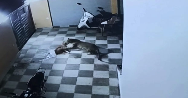 Un perro sobrevive de milagro al ataque de un leopardo mientras estaba en el patio de una casa