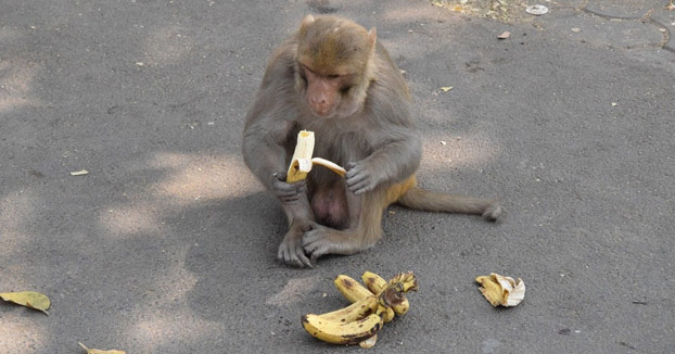 Un ministro de India comparte una foto de una docena de monos ''en perfecto distanciamiento social'' esperando a recibir frutas