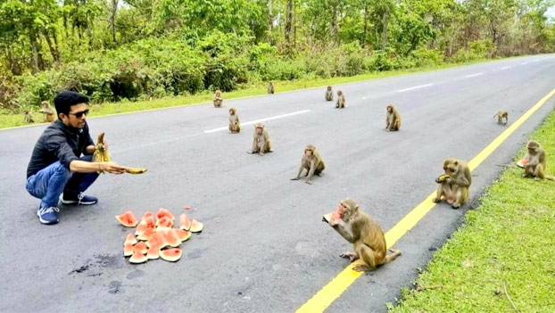 Un ministro de India comparte una foto de una docena de monos ''en perfecto distanciamiento social'' esperando a recibir frutas