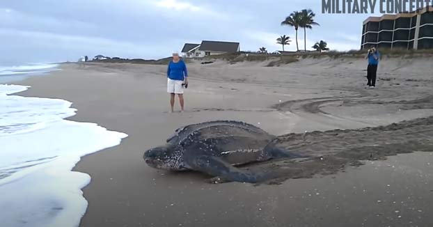 Una tortuga laúd, la tortuga marina más grande del mundo, volviendo al mar