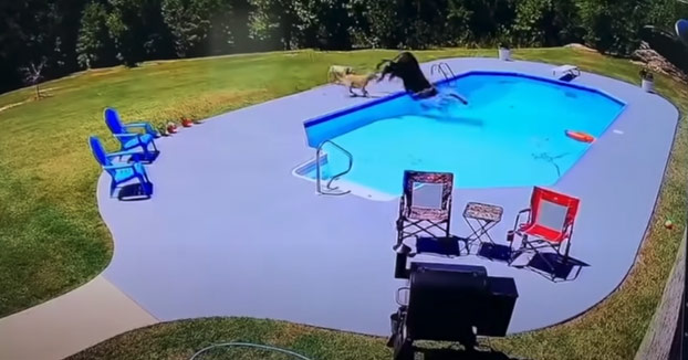 Dos perros persiguen a una vaca que acaba cayendo en una piscina y luego llega un cowboy con un lazo