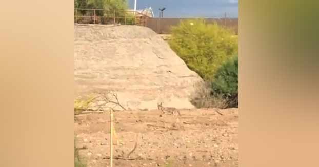 Así persigue un coyote a un correcaminos en la vida real