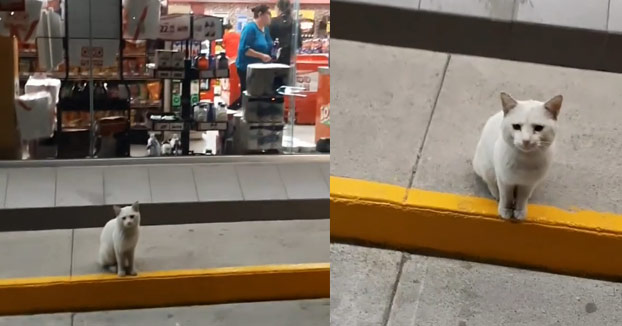 Un gato callejero entra a un supermercado y le señala a una mujer su comida favorita