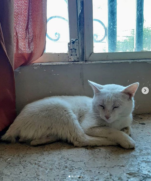 Un gato callejero entra a un supermercado y le señala a una mujer su comida favorita