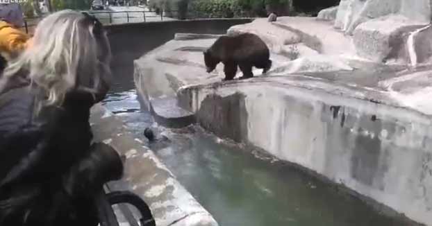 Un hombre borracho entra en el recinto de un oso en un zoo y casi lo acaba ahogando al intentar escapar