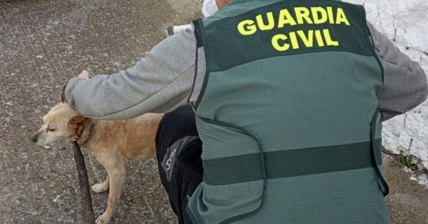 Investigado un hombre de 83 años en Torremocha por atar de forma permanente un palo en el cuello de su perro