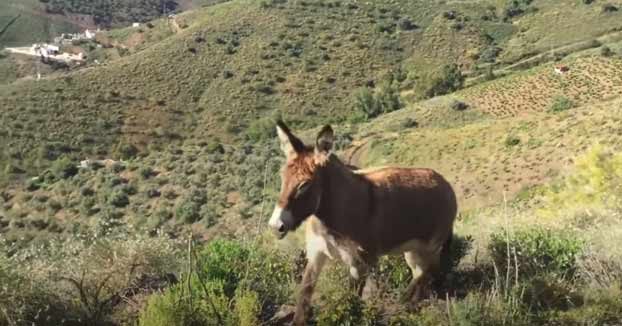 El emotivo reencuentro entre una burra y su dueño tras el confinamiento