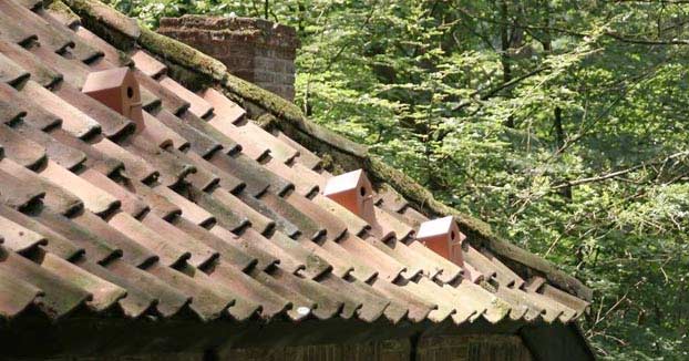 Fabrican tejas-nido para dar refugio a las aves