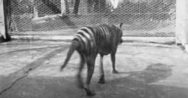 Redescubierta imágenes del extinto tigre de Tasmania en un viejo filme 